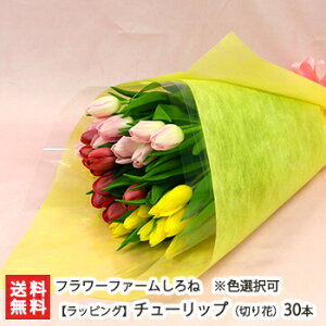 チューリップ 切り花 生花の人気商品 通販 価格比較 価格 Com チューリップ 切り花 生花の人気商品 通販 価格比較 価格 Com