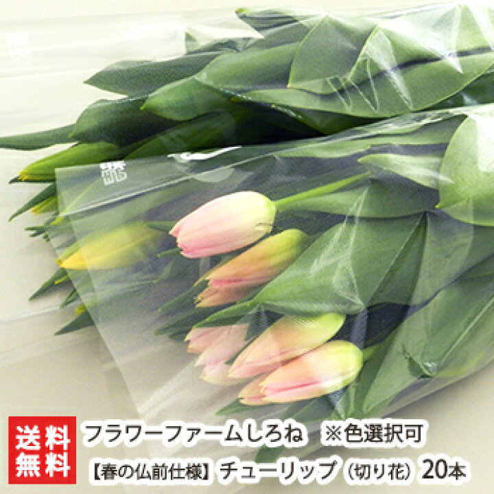 楽天市場 春の仏前仕様 チューリップ 切り花 本入 フラワーファームしろね 生花 切り花 お供え花 仏花 華道 フラワーアレンジメント フラワーギフト 後払い決済不可 送料無料 新潟直送計画 楽天市場店
