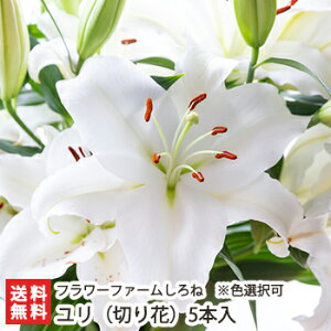 ユリ(切り花)5本入 フラワーファームしろね 生花 切り花 お供え花 仏花 華道 フラワーアレンジメント フラワーギフト 新潟県 生産者直送 お取り寄せ ギフト プレゼント 贈り物 代金引換決