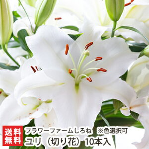 ユリ(切り花)10本入 フラワーファームしろね 生花 切り花 お供え花 仏花 華道 フラワーアレンジメント フラワーギフト 新潟県 生産者直送 お取り寄せ ギフト プレゼント 贈り物 代金引換