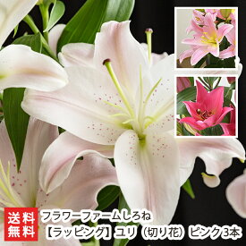 楽天市場 花束 切花 種類 植物 ユリ 花 観葉植物 花 ガーデン Diy の通販