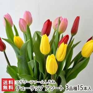 `[bv A\[g 3i15{i5{E5{EsN5{ e1j t[t@[ YҒ yϕszy AWg t[Mtg v[