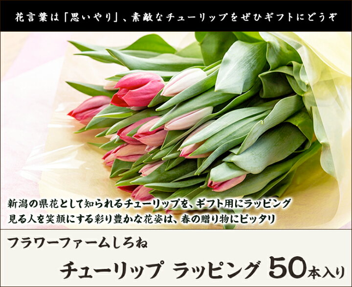 楽天市場 チューリップ ラッピング 50本入り 花の色と組み合わせをお選びください フラワーファームしろね 生産者直送 代金引換決済不可 生花 アレンジメント フラワー お土産 手土産 プレゼント お中元ギフトに 贈り物 送料無料 新潟直送計画 楽天市場店 楽天市場 チューリップ ラッピング 50本入り 花の色と組み合わせをお選びください フラワーファームしろね 生産者直送 代金引換決済不可 生花 アレンジメント フラワー お土産 手土産 プレゼント お中元ギフトに 贈り物 送料無料 新潟直送計画 楽天市場店