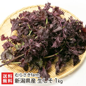 新潟県産 生しそ 1kg むらさきfarm 産地直送 送料無料【新潟直送計画 赤紫蘇 赤シソ ちりめん赤しそ シロップ 梅干し ふりかけ 夏バテ予防 栄養補給】