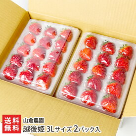 越後姫 3Lサイズ 2パック入り（1パックあたり12粒） 山倉農園【新潟直送計画/いちご/イチゴ/ストロベリー/フルーツ/新潟産】