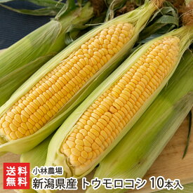 新潟県産 トウモロコシ 選べる「5本入り」or「10本入り」小林農場 とうもろこし 玉蜀黍 スイートコーン わくわくコーン ドルチェドリーム 恵味 ゴールドラッシュ 有機質肥料 循環型農業 新潟県 生産者直送 お取り寄せ 送料無料