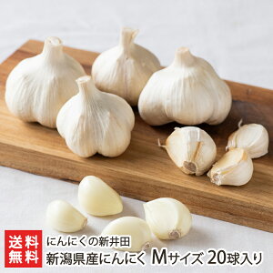 VYɂɂuLTCY 10voruMTCY 20v ɂɂ̐Vcy_Y//ɂɂ/VYzyyY/yY/v[g/MtgɁI蕨zyz Ε