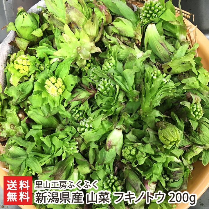 楽天市場】新潟県産 山菜 フキノトウ 200g 里山工房ふくふく 産地直送 