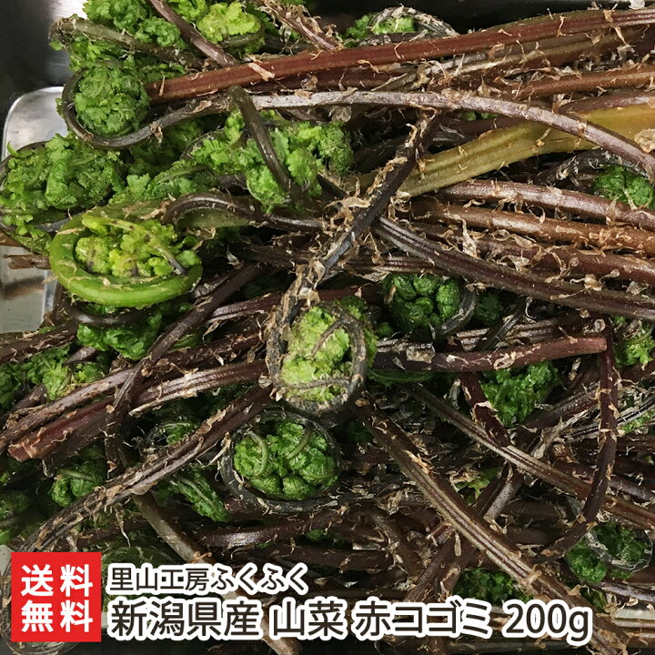 楽天市場】新潟県産 山菜 赤コゴミ 200g 里山工房ふくふく 産地直送 