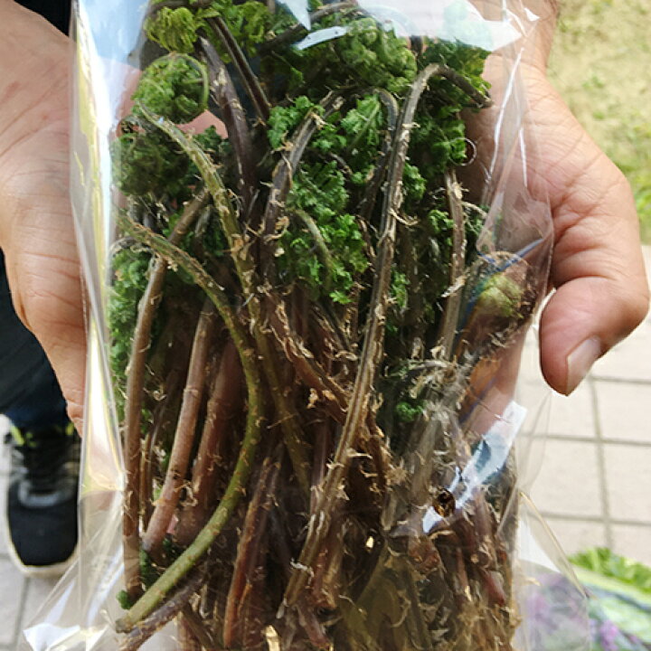 楽天市場】新潟県産 山菜 赤コゴミ 200g 里山工房ふくふく 産地直送 