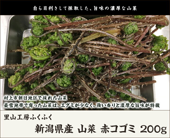 楽天市場】新潟県産 山菜 赤コゴミ 200g 里山工房ふくふく 産地直送 