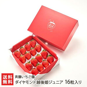 Vuh _ChzPWjA 16 ē  C`S Xgx[ t[c VY V YҒ  Mtg v[g 蕨 