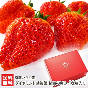 Vuh _ChzP Ö̌b 16 ē  C`S Xgx[ t[c VY V YҒ  Mtg v[g 蕨 