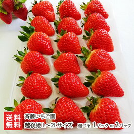 新潟ブランドいちご 越後姫 L〜2Lサイズ 選べる 1パック or 2パック（1パックあたり18粒） 斉藤いちご園 いちご イチゴ ストロベリー フルーツ 新潟産 新潟県 生産者直送 お取り寄せ ギフト プレゼント 贈り物 送料無料 お歳暮