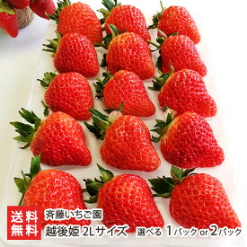 新潟ブランドいちご 越後姫 2Lサイズ 選べる 1パック or 2パック（1パックあたり15粒）斉藤いちご園 いちご イチゴ ストロベリー フルーツ 新潟産 新潟県 生産者直送 お取り寄せ ギフト プレゼント 贈り物 送料無料