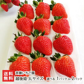 新潟ブランドいちご 越後姫 3Lサイズ 選べる 1パック or 2パック（1パックあたり12粒）斉藤いちご園 いちご イチゴ ストロベリー フルーツ 新潟産 新潟県 生産者直送 お取り寄せ ギフト プレゼント 贈り物 送料無料 お歳暮