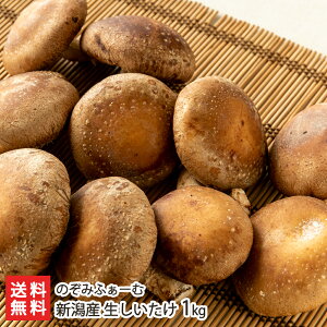 VY  1kgi500g×2܁j ݂̂ӂ[ށyϕszyő/VC^P/̂/LmRzyyY/yY/v[g/MtgɁI蕨zyz