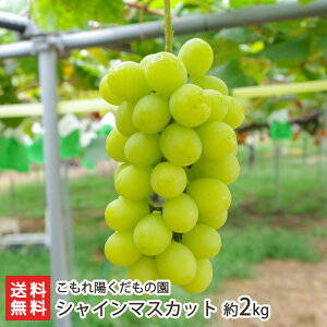 VC}XJbg Iׂ 1[ ` 2kg z̉ }XJbg uhE Ԃǂ  Ē V YҒ  Mtg v[g 蕨 ϕs 