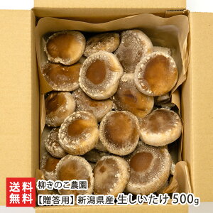 ypzVY  500g ̂_ Vv ő VC^P ̂ LmR  V YҒ  Mtg v[g 蕨