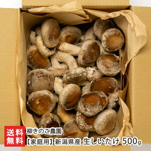 yƒpzVY  500g ̂_ Vv ő VC^P ̂ LmR  V YҒ  Mtg v[g 蕨