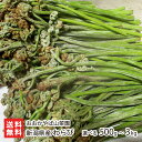 新潟県産 わらび 選べる 500g 〜 3kg おおかやば山菜園 山菜 ワラビ 蕨 山の幸 朝採り 鉾ヶ岳 春の旬 新潟県 生産者直…