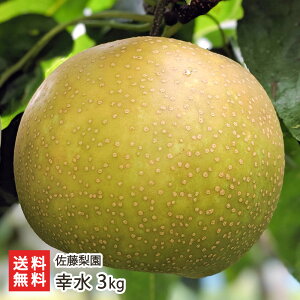 �K�� 3kg�i5�`9�ʁj �������� �V�����Y�� �Ȃ� �i�V �a�� �V���� ���Y�Ғ��� ������ �M�t�g �v���[���g ���蕨
