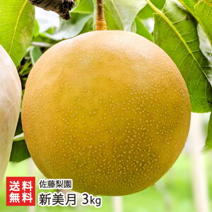 �V���� 3kg�i6�`9�ʁj �������� �V�����Y�� �Ȃ� �i�V �a�� �V���� ���Y�Ғ��� ������ �M�t�g �v���[���g ���蕨