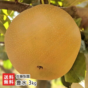 �L�� 3kg�i5�`9�ʁj �������� �V�����Y�� �Ȃ� �i�V �a�� �V���� ���Y�Ғ��� ������ �M�t�g �v���[���g ���蕨