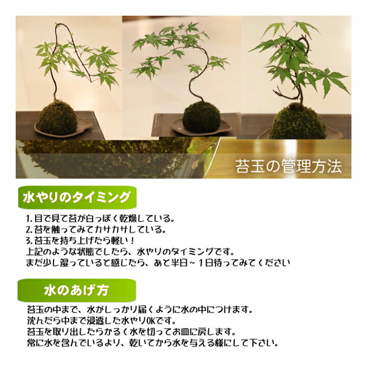 楽天市場 苔遊 もみじ 苔玉 販売期間 ３月 １１月 苔遊 苔玉 紅葉 もみじ 秋葉区 新潟 ニイガタ０２５ 楽天市場店