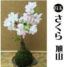 楽天市場 苔玉 販売の通販