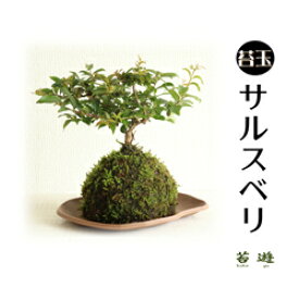 楽天市場 百日紅 盆栽の通販