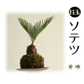 楽天市場 ソテツ 花 観葉植物 花 ガーデン Diy の通販