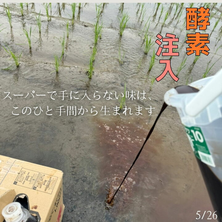 楽天市場】令和8年度産 新米コシヒカリ 玄米30kg 農家直送 四万十川 