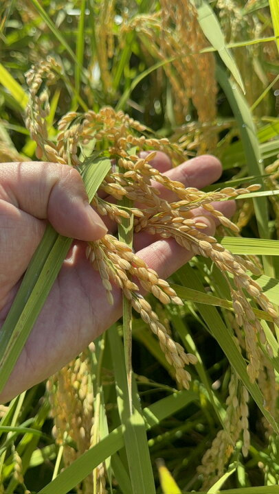 楽天市場】令和7年度産 新米コシヒカリ 玄米30kg 農家直送 減農薬 