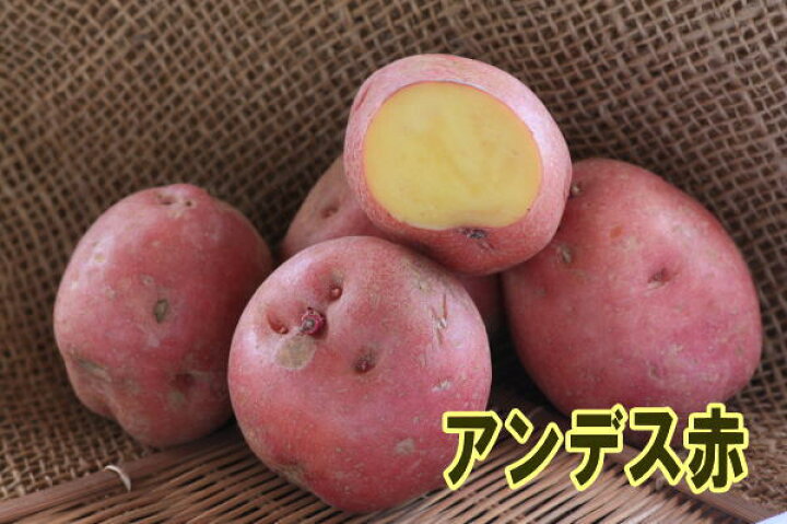 114円 Seal限定商品 種ジャガイモ 種いも トヨシロ の種じゃがいも 約５００ｇ入
