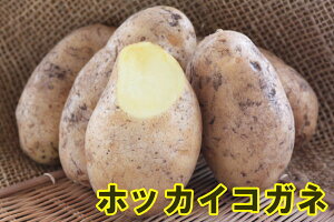 yWKCE킢zuقˁizbJCRKljv̎킶Ⴊ@500gytWKCp12{`2{z