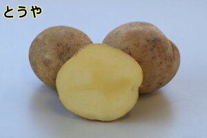 yWKCE킢zuƂv̎킶Ⴊ@500gytWKCp12{`2{z