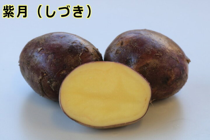 楽天市場 種ジャガイモ 種いも 紫月 しづき の種じゃがいも 約５００ｇ入 春ジャガイモ用１２月下旬 ２月下旬発送 日光種苗