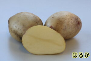 yWKCE킢zu͂邩v̎킶Ⴊ@500gytWKCp12{`2{zyi햼F͂邩_o^ԍF21532_COo֎~z