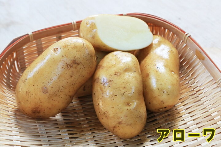 楽天市場 種ジャガイモ 種いも フレンチポテト アローワ の種じゃがいも 約５００ｇ入 春ジャガイモ用１２月上旬 ２月下旬発送 秋ジャガイモ用７月下旬 ８月下旬発送 品種名 アローワ 登録番号 第号 海外持出禁止 日光種苗