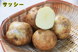 yWKCE킢zt`|eguTbV[v̎킶Ⴊ@500gytWKCp12{`2{zyi햼FTbV[_o^ԍF17444_COo֎~z