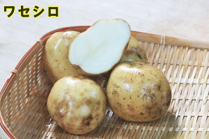 yWKCE킢zuZVv̎킶Ⴊ@500gytWKCp12{`2{z