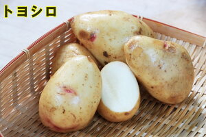 yWKCE킢zugVv̎킶Ⴊ@500gytWKCp12{`2{z