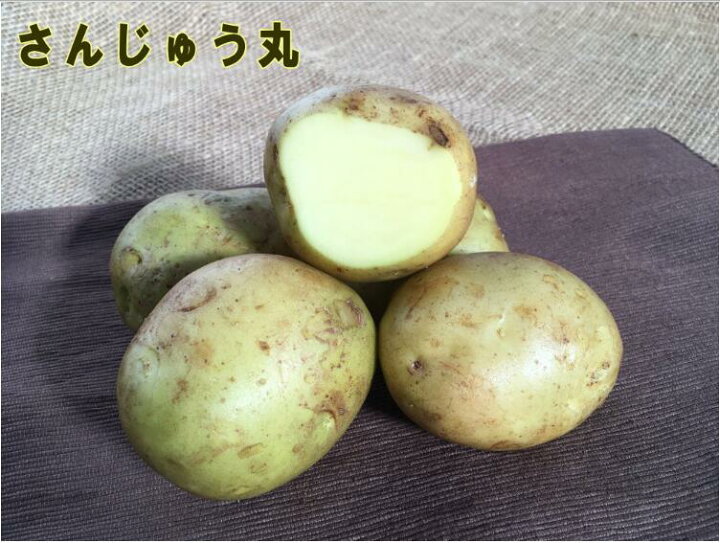 楽天市場 種ジャガイモ 種いも さんじゅう丸 の種じゃがいも 約500ｇ入 春ジャガイモ用１２月上旬 ２月下旬発送 秋ジャガイモ用７月下旬 ８月下旬発送 品種名 さんじゅう丸 登録番号 第号 海外持出禁止 日光種苗