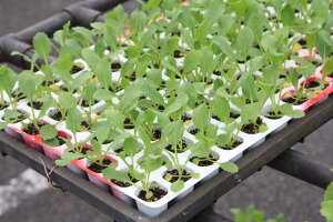 【香味菜】「チンゲンルッコラ 128穴セル苗」【受注生産:受注より約1ヶ月後出荷】【品種名:香味菜 AADD_登録番号:第28975号】