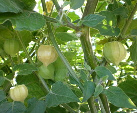 楽天市場 食用ほおずき 苗の通販