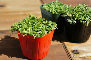 �y�Ԃ̃^�l�v���[���g��(N)�z�C���_���\�E���ǎ�u�N���s�A K3 (24�{�Z�b�g)�v�i�ԐF�F�s���N�j�@9cm�|�b�g�c�y�������z