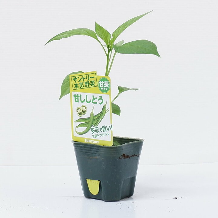 楽天市場 サントリー本気野菜 ししとうの苗 甘ししとう 9cmポット ４月中旬 5月上旬発送分予約 日光種苗