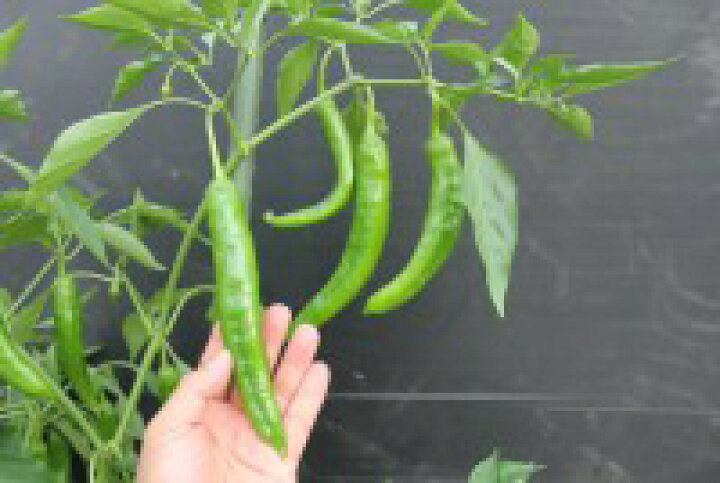 楽天市場 サントリー本気野菜 ししとうの苗 甘ししとう 9cmポット ４月中旬 5月上旬発送分予約 日光種苗