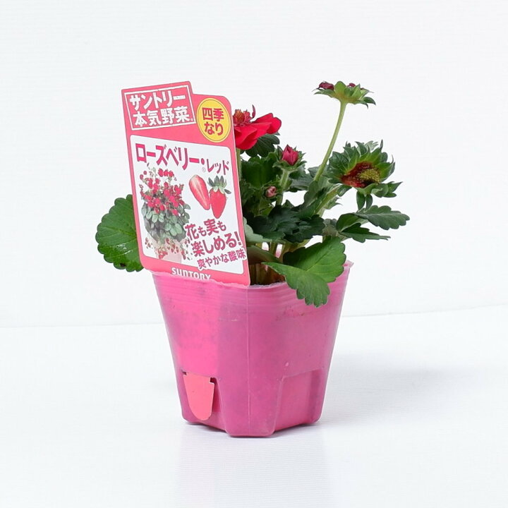 楽天市場 サントリー本気野菜 イチゴ ローズベリー レッドの苗 9cmポット 3月下旬 4月上旬発送分予約 日光種苗